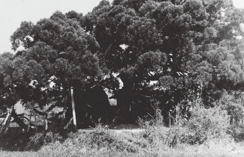 神木　杉老樹（昭和時代撮影)