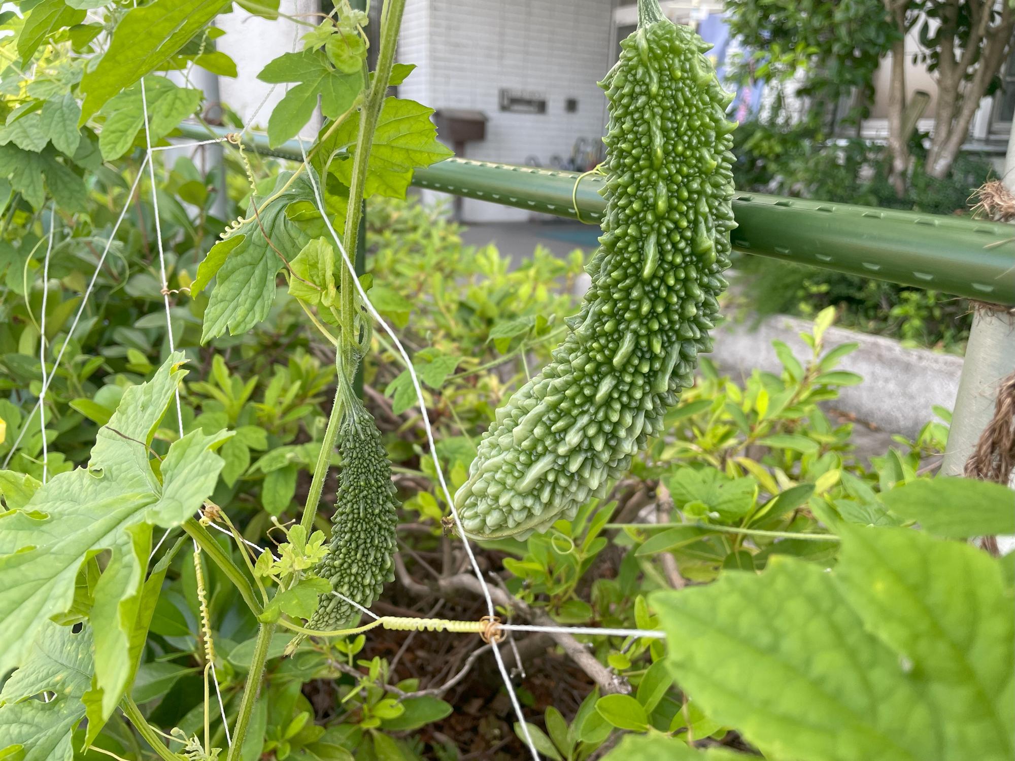 ゴーヤー日記