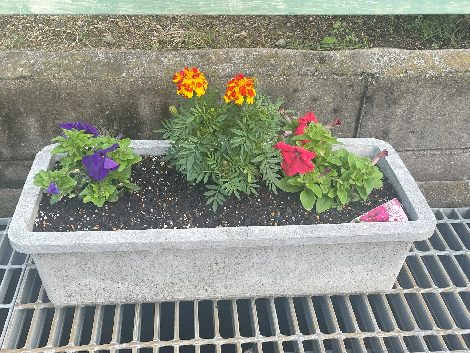花いっぱい運動