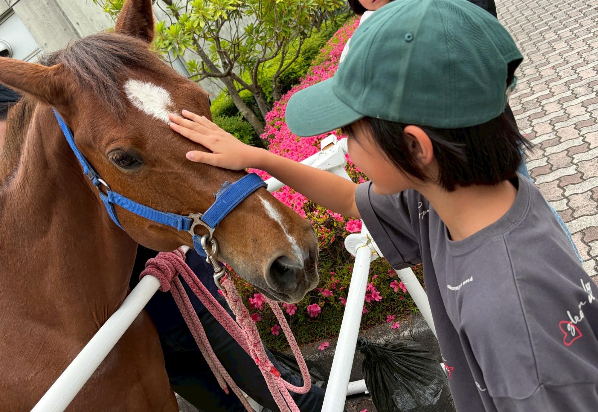 馬とのふれあい画像