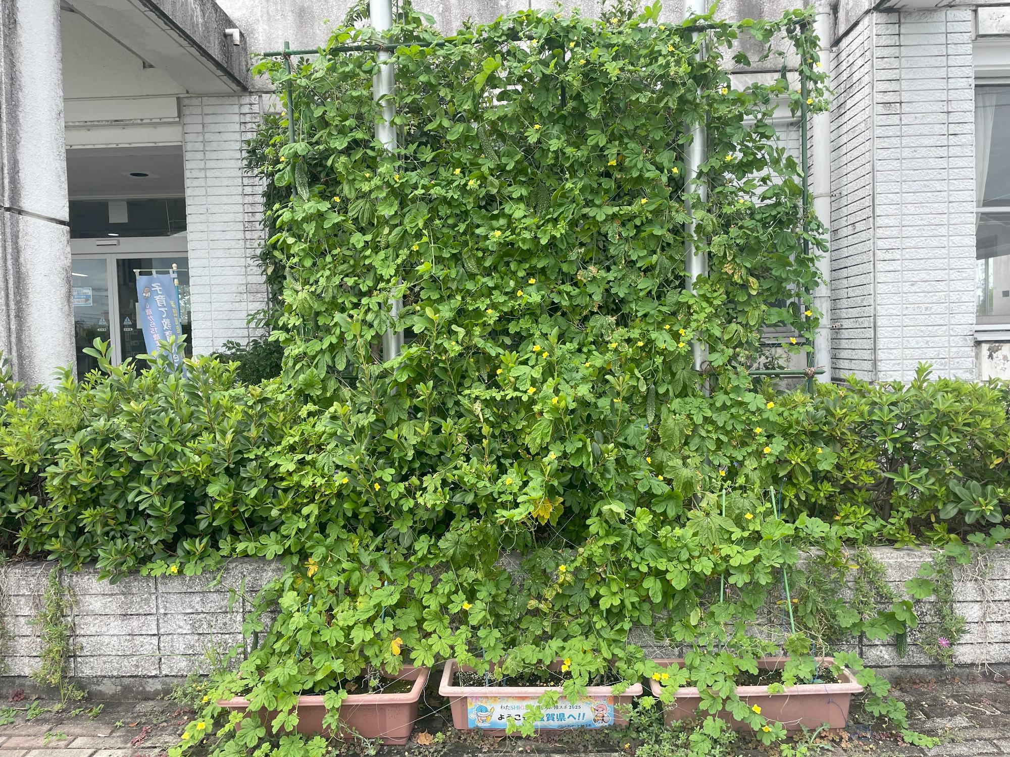 ゴーヤー日記