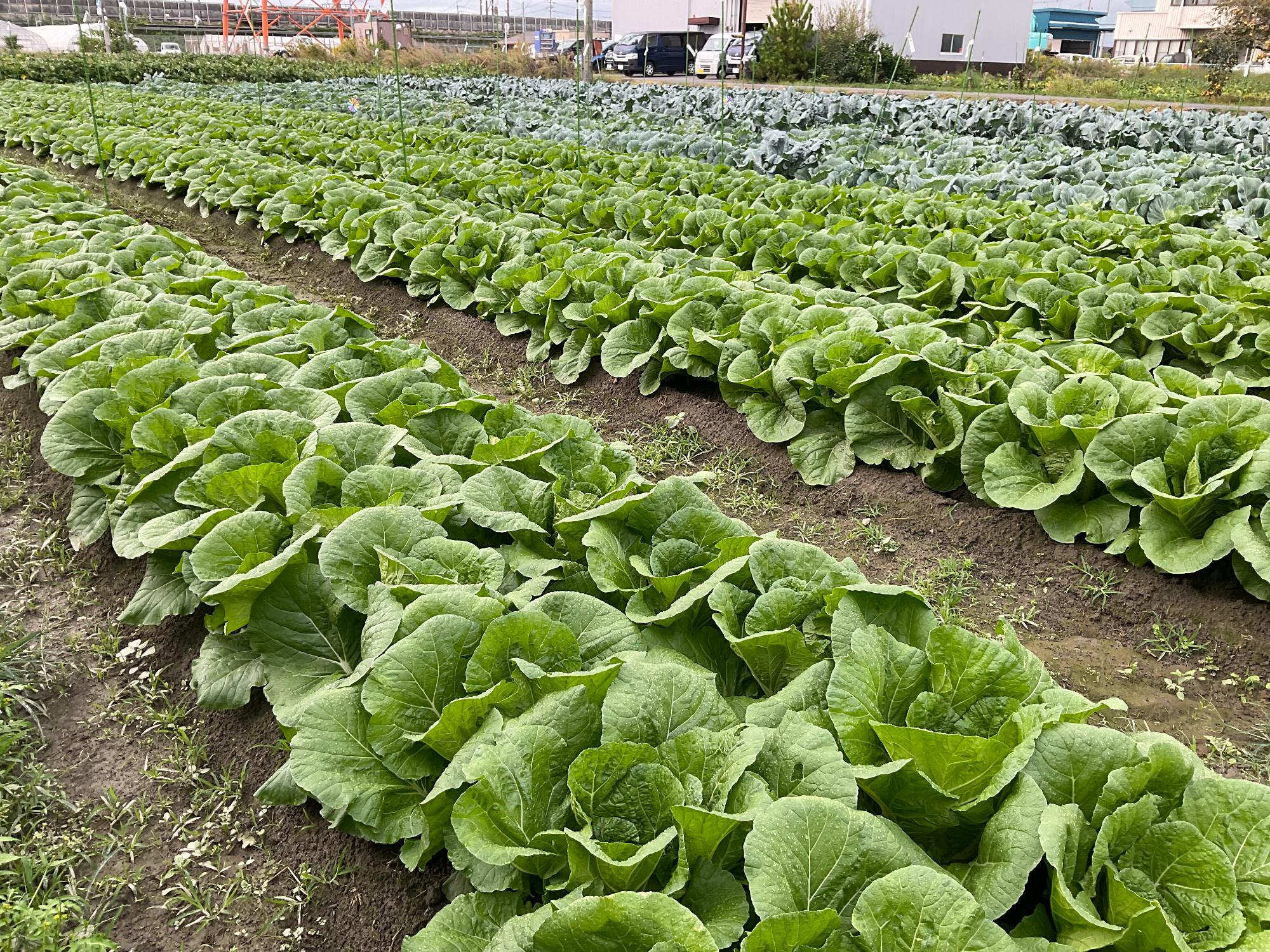 野菜教室