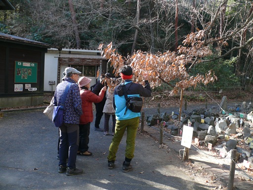 クヌギの冬芽を観察しています