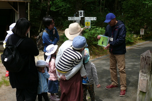森で見ることができる昆虫を紹介しています
