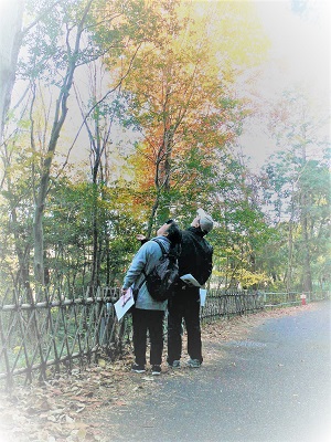 紅葉の森を仲良く散策しています