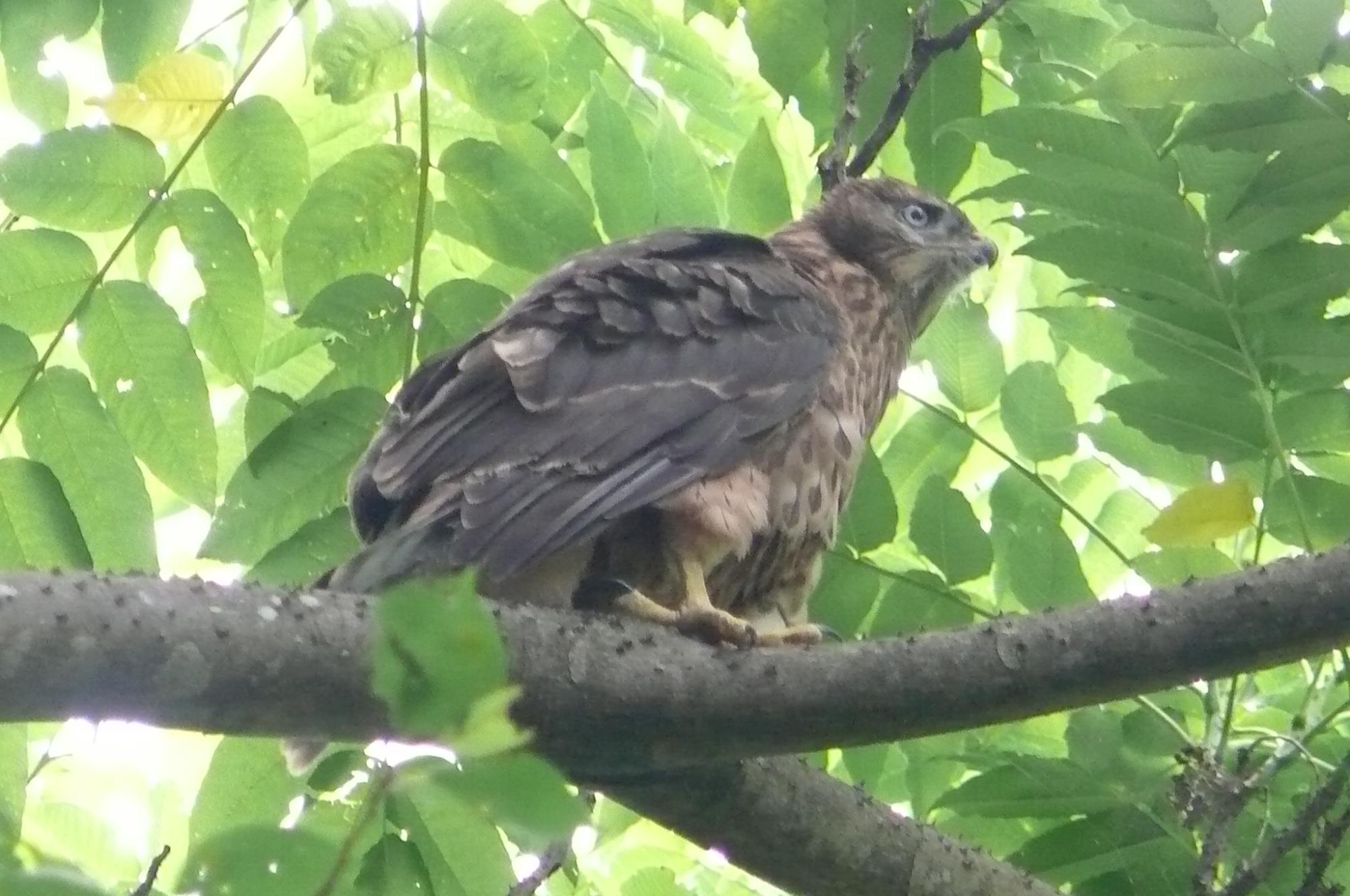 オオタカ 幼鳥