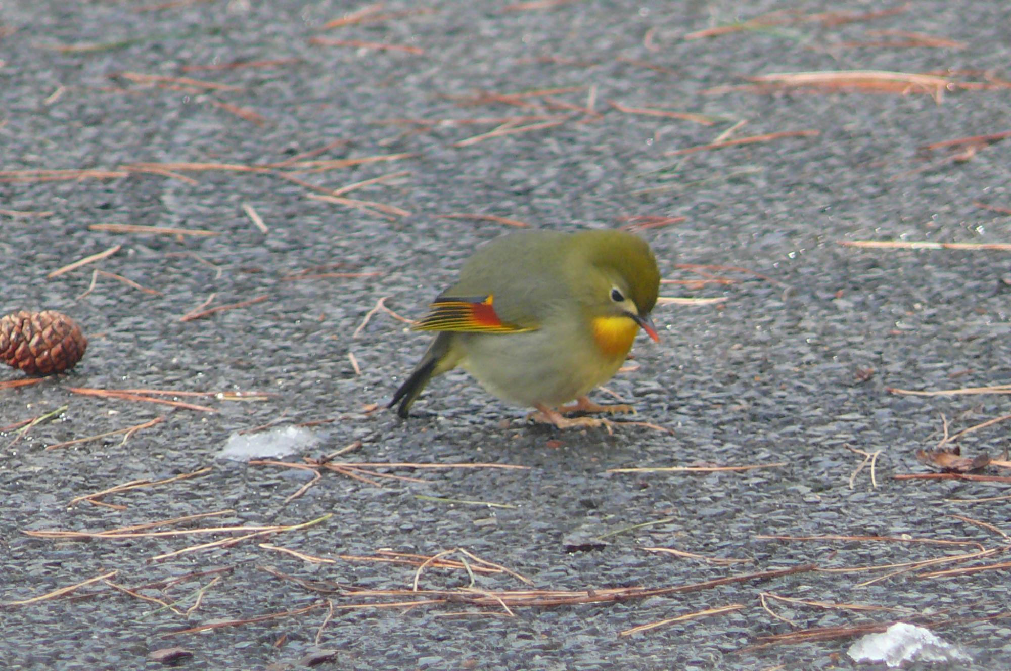 ソウシチョウ