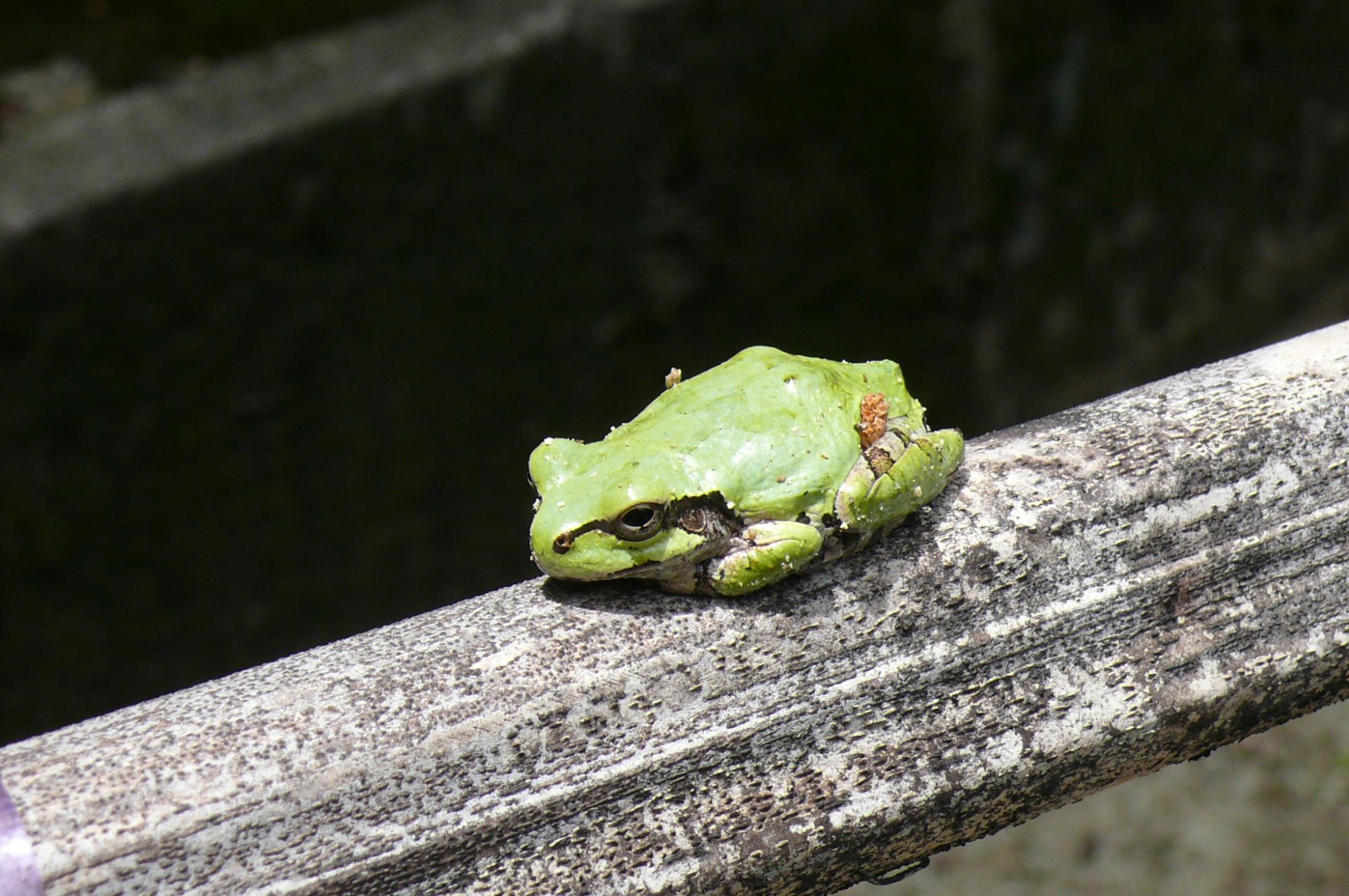 ニホンアマガエル