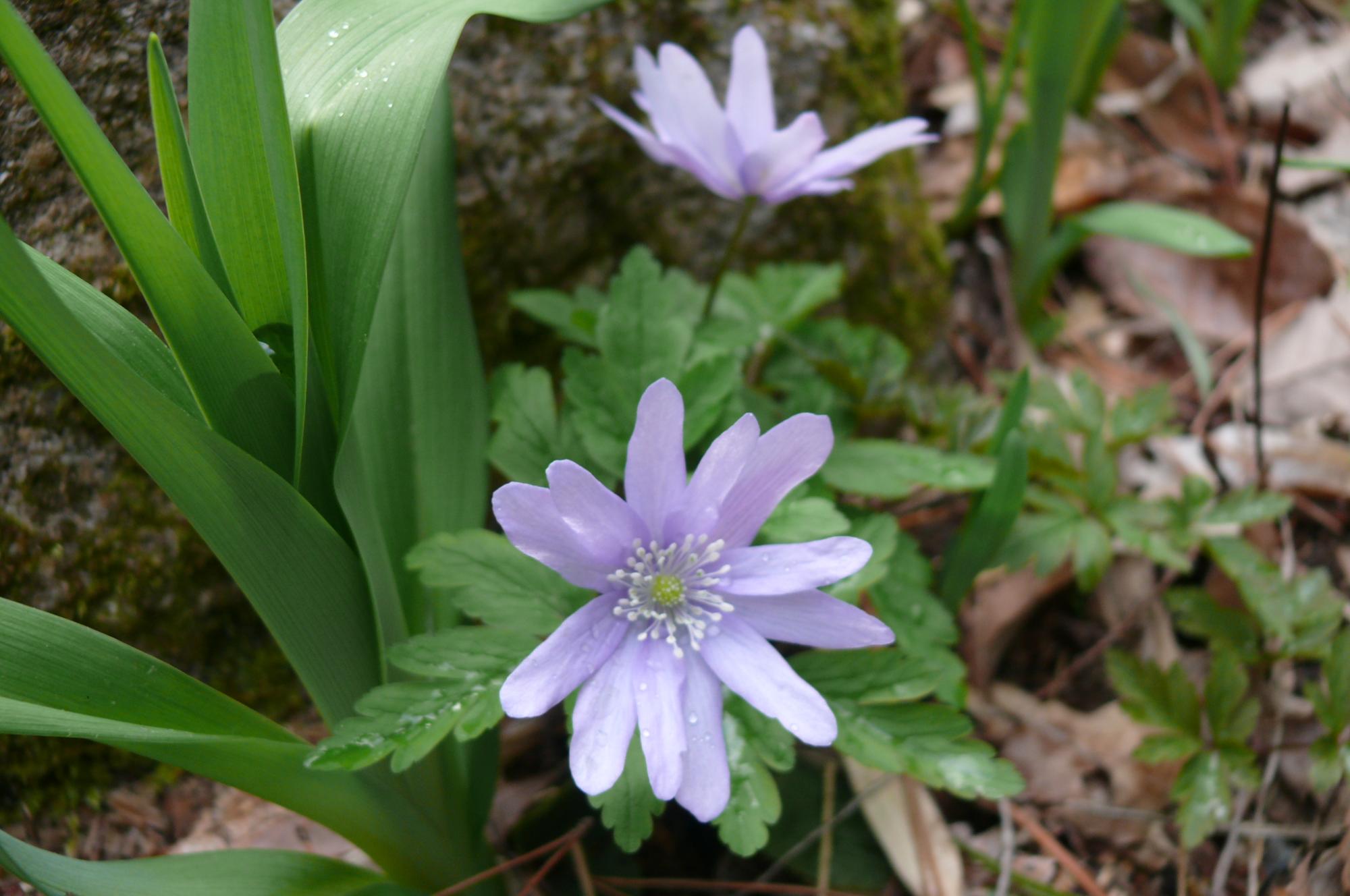 キクザキイチゲ  キンポウゲ科