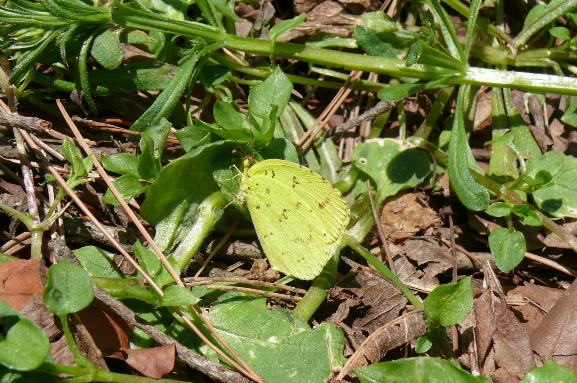 キタキチョウ