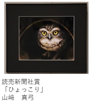 写真部門特選の写真「ひょっこり」 読売新聞社賞 山崎 真弓
