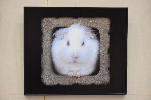 市展賞写真の部「Stay home」折笠さつきの美術品の写真