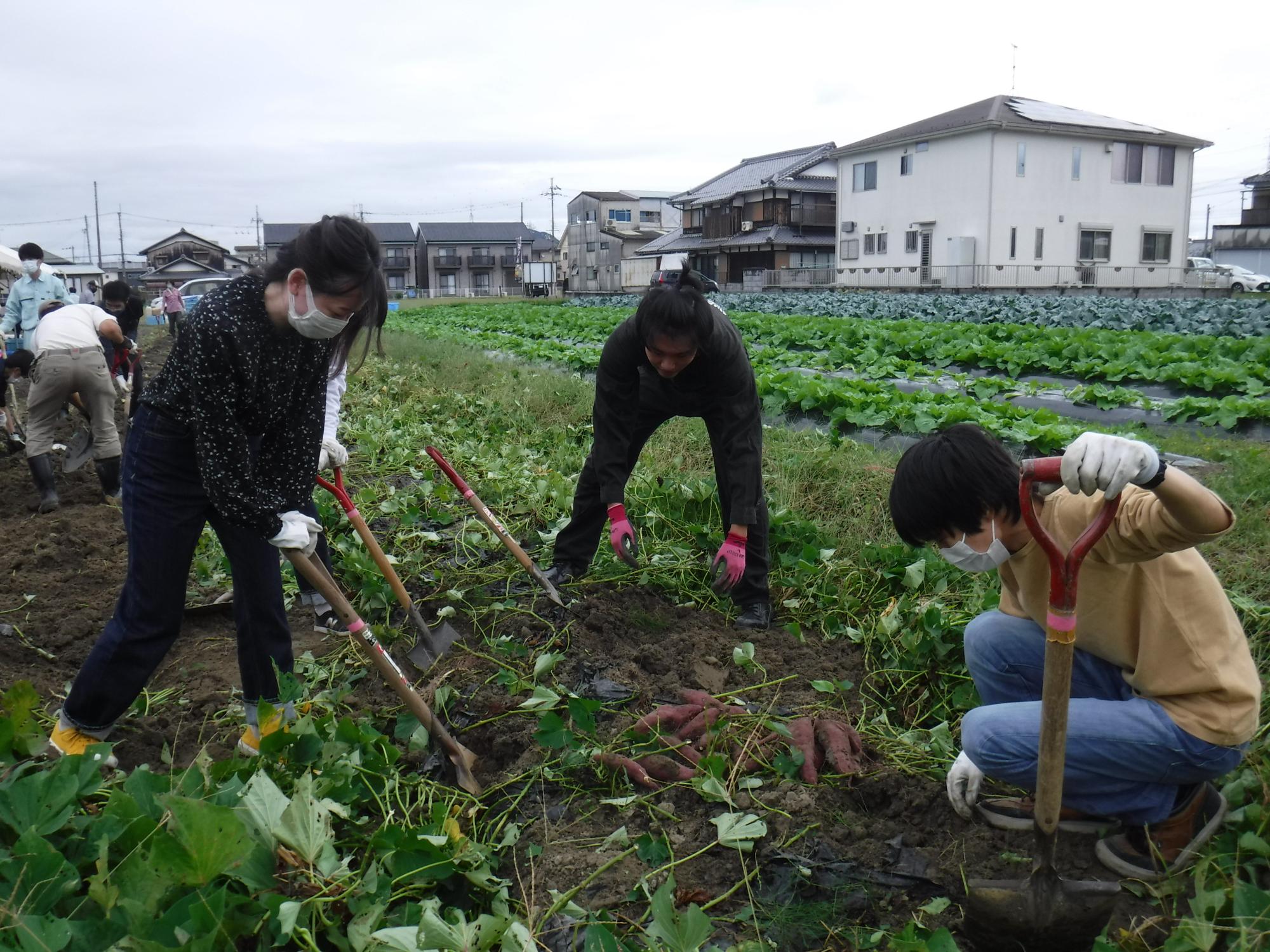 芋ほり02