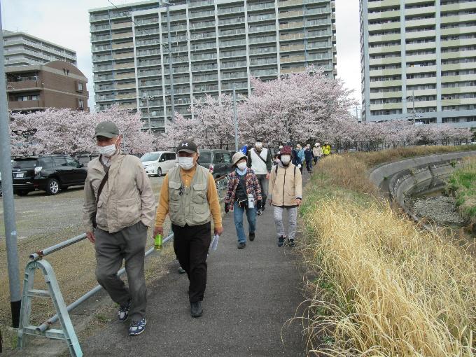 葉山川沿いの桜並木道をウォーキングする参加者