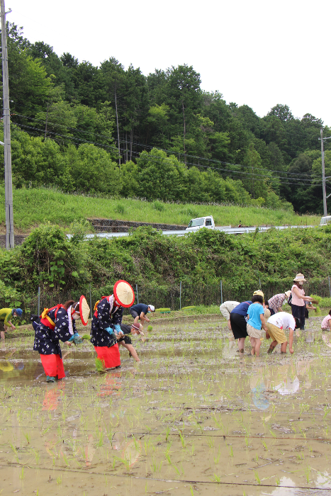 走井で行われた田植え体験の様子