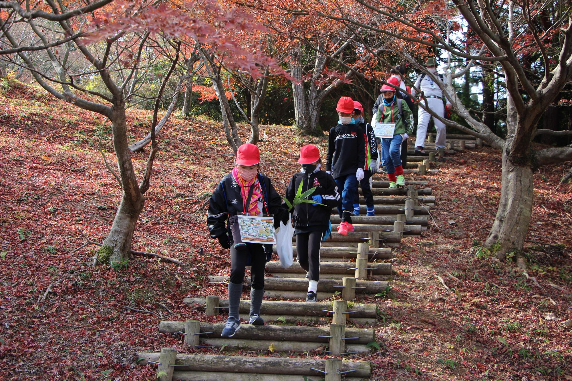 やまのこ紅葉